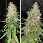 Cannabis seeds Desfrán® from Dutch Passion
